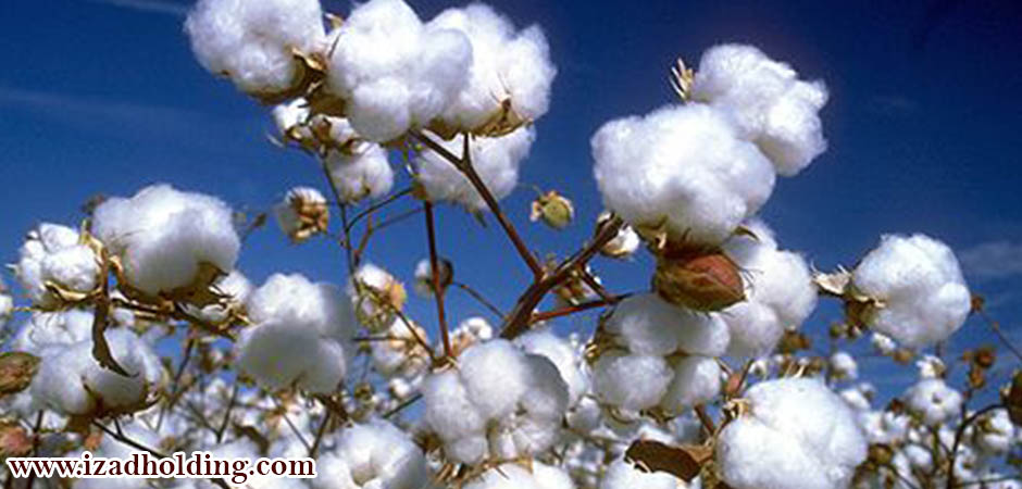 preparation method of cotton